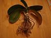 yellow leaves and rotten roots on phal...help!-dsc01297-jpg