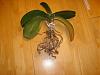 yellow leaves and rotten roots on phal...help!-dsc01298-jpg