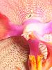 Orchid Pollination-new1-056-jpg