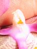 Orchid Pollination-new1-057-jpg