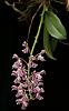 What insect pollen Phalaenopsis or Vanda in the wild?-jpg