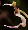 What insect pollen Phalaenopsis or Vanda in the wild?-ee-jpg