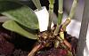 Cattleya Velutina 'colibri' seedling-img_2075_-jpg