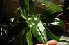 Paph grow lots of leaves, no blooms-paph-hsinying-yosemite-fair-2-jpg