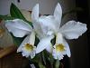 Cattleya gaskelliana var alba-dsc02574-jpg