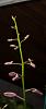 NoID dendrobium about to bloom!!-dendrobium-20-27-jpg