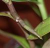 Reed stem epidendrum with weird growth-dendrobium-14-27-jpg