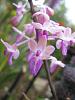 Seidenfadenia mitrata-hennesy-orchids-006-jpg