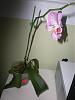 New Orchid owner and need advice on my phalaenopsis-trip-453-jpg