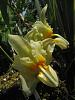 Stanhopea saccata-orchids-garden-015-jpg