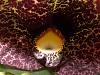 My new Dutchman's Pipe-dscn6241-medium-jpg