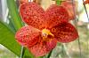 Is there a 12-step program for orchids?-ascda-arthorn-copy-jpg