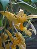 Stanhopea wardii-orchids-006-jpg
