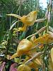 Stanhopea wardii-orchids-007-jpg