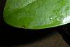 Phalaenopsis with black leaf spots and leaf bump-phal-leaf-jpg