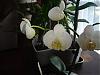 phal in bloom-picture-406-jpg