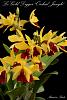 Lc Gold Digger 'Orchid Jungle'-lc-gold-digger-orchid-jungle-jpg