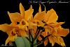 Lc Gold Digger 'Orglade's Mandarin'-lc-gold-digger-orglades-mandarin-jpg