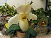 Paph. Deperle var album-2010_07180022-jpgsm-jpg