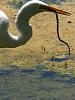 Snowy egret eating a snake!-img_4465-jpg