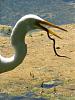 Snowy egret eating a snake!-img_4466-jpg