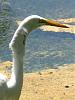 Snowy egret eating a snake!-img_4467-jpg