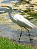 Snowy egret eating a snake!-img_4469-jpg