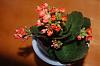 Kolanchoe-dsc_0001-jpg