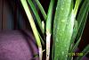 Brassavola care?-100_1928-jpg