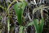 Acronia species - Ecuador-img_1070-jpg