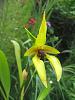 Bulbophyllum carunculatum-orchids-002-jpg