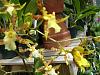 flowers in the gh today-flowers-005-jpg