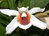 Coelogyne Mem Louis Forget 'Mystery' (speciosa x moreana)-dscn5150-jpg