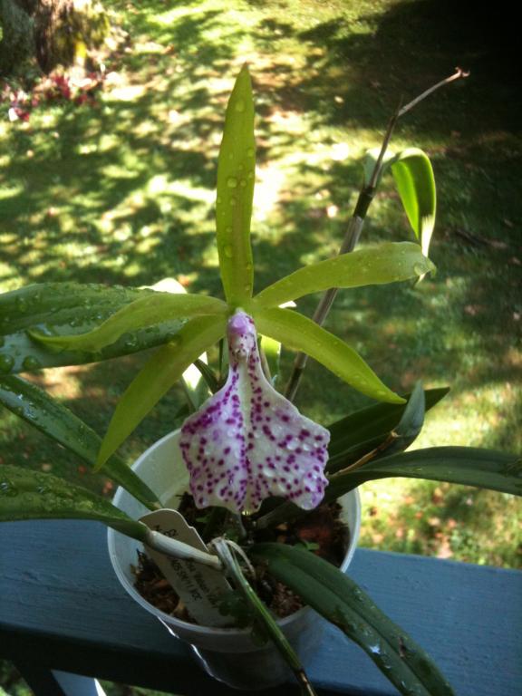 Bc. Binosa 'Wabash Valley' in flower (pics)-img_0198-jpg