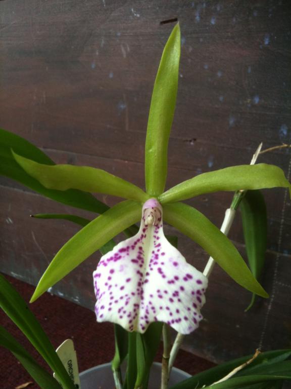 Bc. Binosa 'Wabash Valley' in flower (pics)-img_0215-jpg