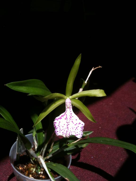 Bc. Binosa 'Wabash Valley' in flower (pics)-img_0209-jpg