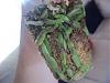Dying Phal, what is this?-4-jpg