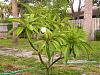 Plumeria with no roots, just planted, and blooming-dscn7852-medium-jpg