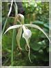 Brassavola cucullata-orchids-002-jpg