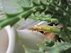 Stapelia variegata needs diagnosing!-img_4554-jpg