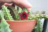 Unknown Huernia-huernia-red-sm-jpg