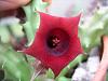 Unknown Huernia-huernia-red-sm-jpg