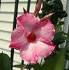 Mandevilla-mandevilla-flower-jpg