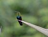 The Hummingbird Thread / Hummingbird Film-green-throated-carib-02-jpg