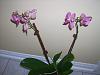 Awww, I bought another phal-dsci7981-jpg