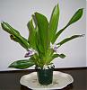 Amazing Cochleanthes Amazing-s4021629-cropped-reduced-jpg