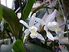 Coelogyne mossiae-coelogyne-mossiae-jpg