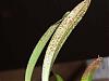 Spots on Masdevallia Leaves?-p1020282-jpg