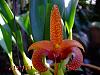 Bulbophyllum sumatranum-362-jpg