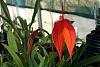 How I grow Masdevallia's-veitchianasmall-jpg